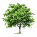 Realistic Green Oak Tree Illustration On White Background Royalty Free Stock Photo