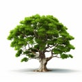 Realistic Green Oak Tree On White Background - 3d Tree Isolated Royalty Free Stock Photo