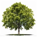 Realistic Green Oak Tree On White Background Royalty Free Stock Photo