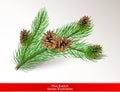 Realistic green pine tree branch with brown cones isolated on white background. Object for design. Vector illustration Royalty Free Stock Photo
