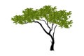 Realistic green sprawling tree isolated on white background - Vector