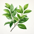 Realistic Green Tea Leaves Watercolor Illustration On White Background