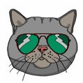 Realistic grey cat head and sunglasses Royalty Free Stock Photo