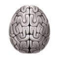 Vector human brain anatomy structure 3d icon