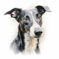 Realistic Greyhound Portrait Illustration On White Background Royalty Free Stock Photo