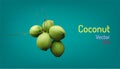 Realistic group of coconut fruit and branch elements. vector illustration eps10