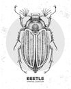 Realistic hand drawing beetle. Artistic Bug. Entomological illustration