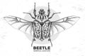 Realistic hand drawing Goliath beetle. Artistic Bug. Entomological illustration