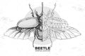 Realistic hand drawing and polygonal rhinoceros beetle. Artistic Bug. Entomological  illustration Royalty Free Stock Photo