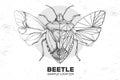 Realistic hand drawing and polygonal shield beetle. Artistic Bug. Entomological vector illustration