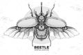 Realistic hand drawing rhinoceros beetle. Artistic Bug. Entomological  illustration Royalty Free Stock Photo