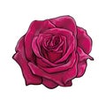 Realistic hand drawn dark red rose flower fully open. Vector illustration isolated on white background Royalty Free Stock Photo