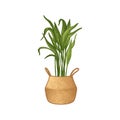 Hand-drawn Houseplant in Pot Isolated on White Background. Potted Plants Vector Illustration.