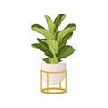 Hand-drawn Houseplant in Pot Isolated on White Background. Potted Plants Vector Illustration.