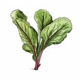 Realistic Hand-drawn Illustration Of A Beet Leaf