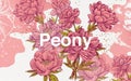 seamles hand drawn illustration vector pink peony flower