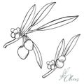 Sketched Olives Vector Set