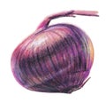 Realistic Hand-Drawn Red onion, Markers, Color Pencils