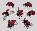 Realistic hand drawn vector ladybugs set