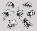 Realistic hand drawn vintage vector ladybugs set