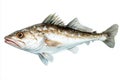 Atlantic Cod hand drawn watercolor seafood fish painting Royalty Free Stock Photo