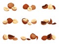 Realistic Hazelnuts Vector Set. Whole and Chopped into Halves Nut Collection