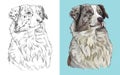 Vector illustration portrait of dog Australian shepherd