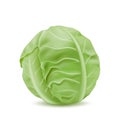 Realistic head of cabbage, vegetarian food