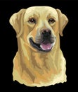 Labrador retriever dog vector color illustration on black background Royalty Free Stock Photo