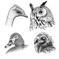 Realistic heads of wild birds