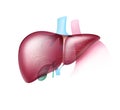 Realistic healthy liver