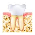 Realistic healthy white tooth Royalty Free Stock Photo