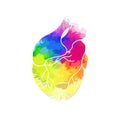 Realistic heart with rainbow watercolor splashes. Lgbt love. Openness to different love. Organ anatomy. Vector illustration Royalty Free Stock Photo