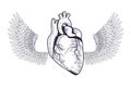 Realistic heart with wings drawn tattoo icon