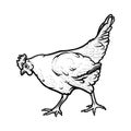 Realistic hen or chicken outlined in white background. Free grazing hen bird with cockscomb. Vector illustration