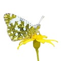 The vector illustration of Euchloe ausonia butterfly on flower isolated in white Royalty Free Stock Photo