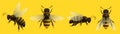 Realistic honey bee insect set isolated on yellow