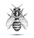 Realistic honey bee isolated on a white background. Black white drawing. Graphic illustration for your design