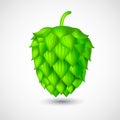 Realistic hop cones with shadow on white