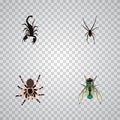 Realistic Housefly, Tarantula, Spinner And Other Vector Elements. Set Of Insect Realistic Symbols Also Includes Wasp