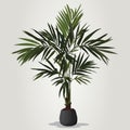 Realistic houseplant vector in bowl isolated on white blackground.