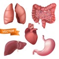 Realistic human anatomy internal organs set. 3d vector illustration of lungs, liver, stomach, kidney, heart, bowel isolated on a