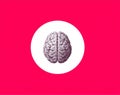 Realistic human brain illustration centered in a white circle on bright pink background symbolizing intelligence, focus, and Royalty Free Stock Photo