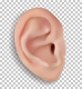 Realistic human ear isolated on transparent background. Beautiful 3d vector face part with funnel, earlobe, helix