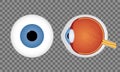 Realistic human eyeball on transparent background. Blue pupil. Front and side view of human eye. Vector Royalty Free Stock Photo