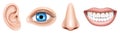 Realistic Human face parts or sensory organs set. Body parts Eye, Ear, Nose, Lip Vector isolated. Educational anatomy visual aid