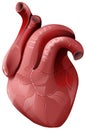 Realistic human heart. Healthy internal organ Royalty Free Stock Photo