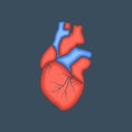 Realistic human heart vector icon Royalty Free Stock Photo