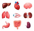 Realistic Human Internal Organs Anatomy Icon Set Royalty Free Stock Photo