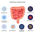 Realistic Human Internal Organs Intestinal Microflora Bacteria Infographic Royalty Free Stock Photo